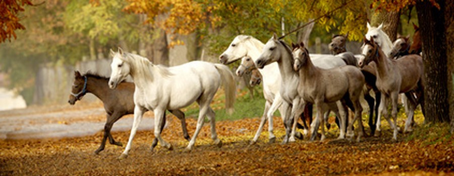 chevaux1.jpg